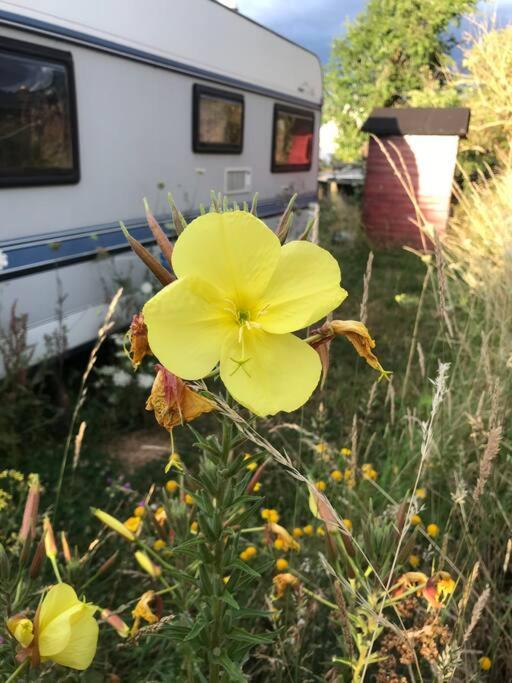 Tiny House Anneliese Hunde Okay Villa Oberbettingen Luaran gambar
